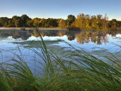 Looking out into Myrick park marsh with grass in the foreground then water then trees in the distance.