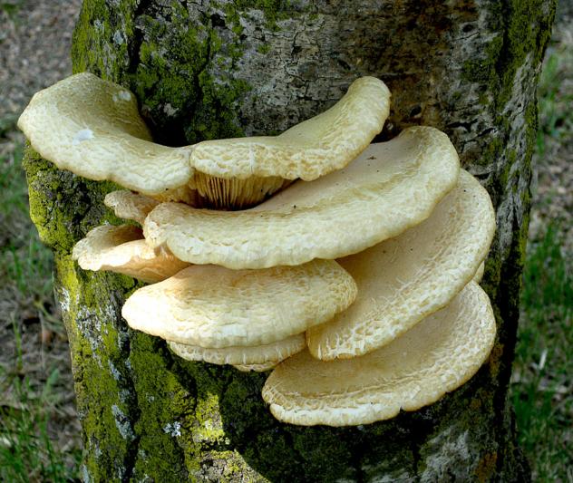 Competition entry: Weeping Tree Mushrooms