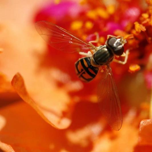 Competition entry: Bee on Orange Flower