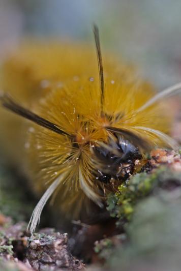 Competition entry: Caterpillar Portrait