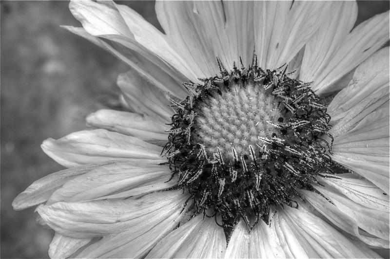 Competition entry: Peck of Pollen and Some Petals