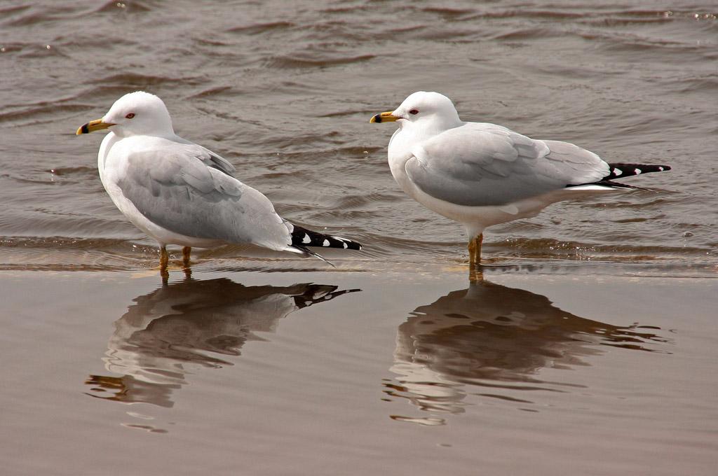 Competition entry: Seagulls