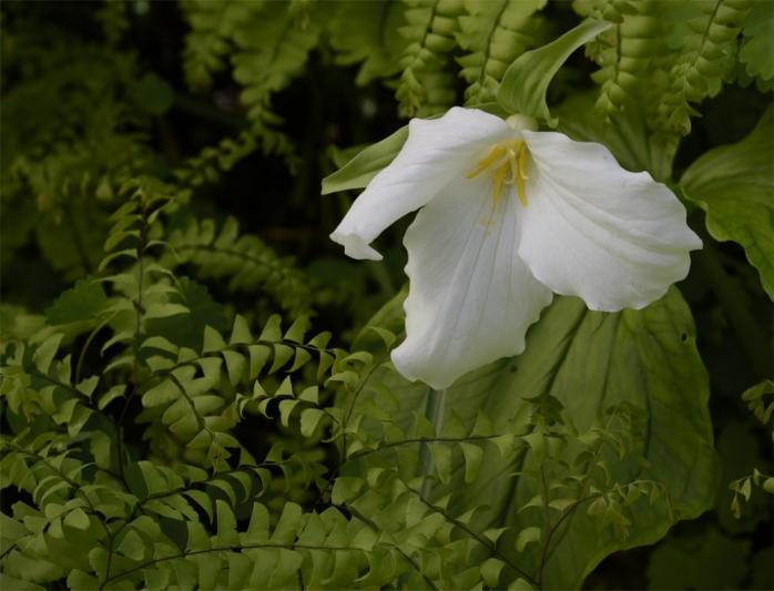 Competition entry: Trillium grandiflora