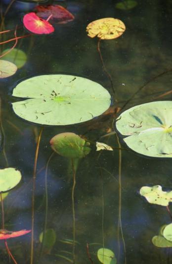 Competition entry: Lake Lilypads