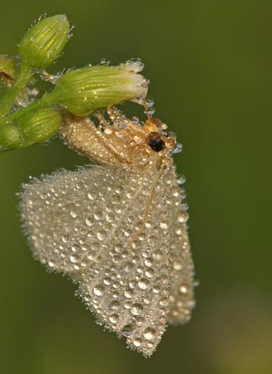 Competition entry: Dewy Moth