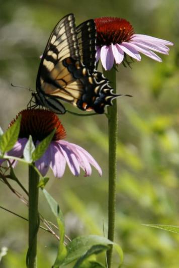 Competition entry: Butterfly on Cone Flower