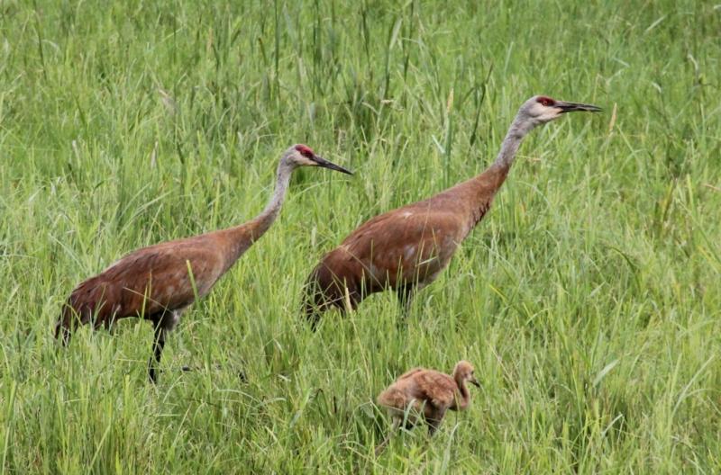 Competition entry: Family Outing