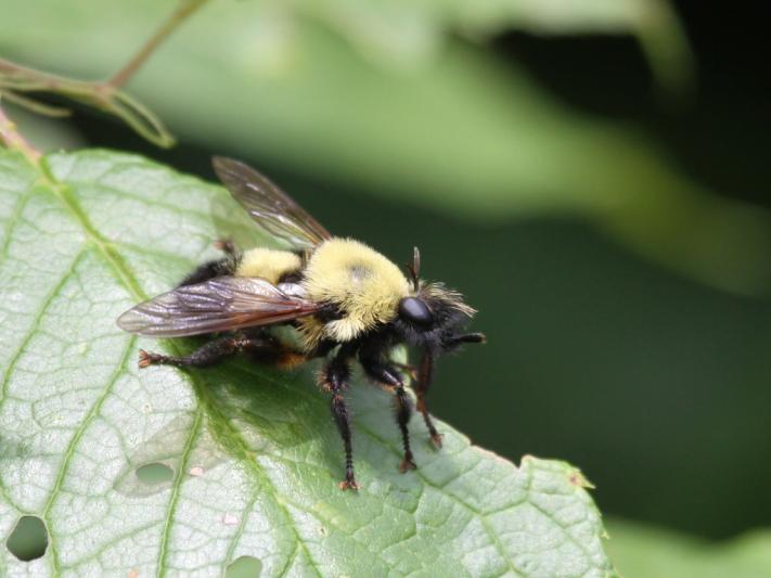 Competition entry: Robber Fly