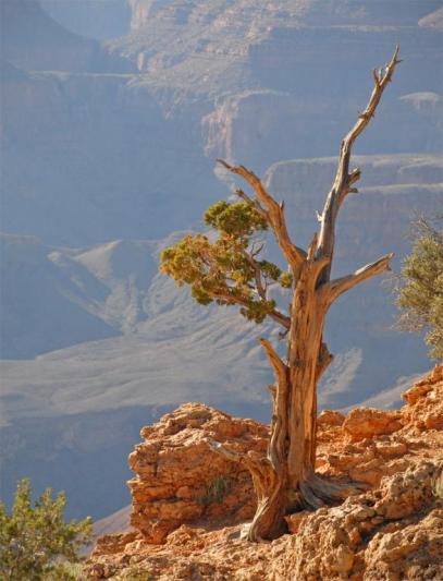 Competition entry: Grand Canyon Tree