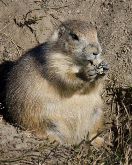 Competition entry: Lunch Time for a Prairie Dog