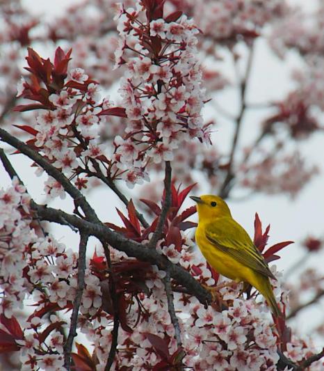 Competition entry: Yellow Warbler