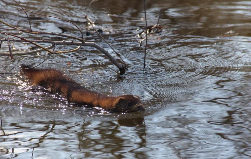 Competition entry: Curious Mink