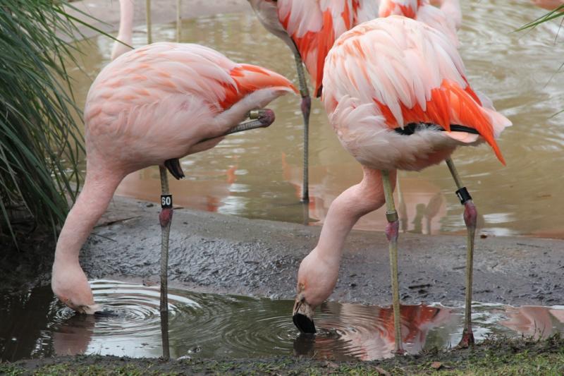 Competition entry: Flamingos