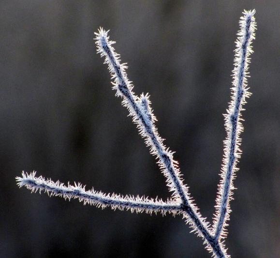 Competition entry: Twig with Hoarfrost