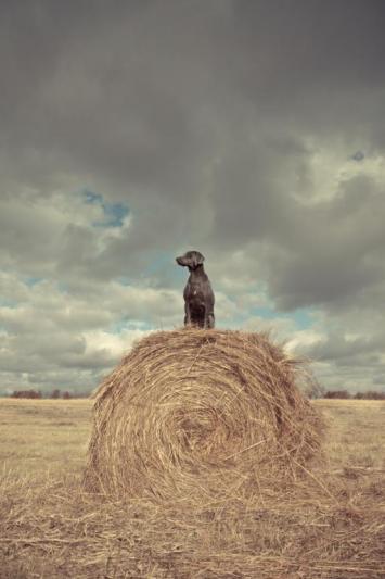 Competition entry: A dogs eye view. 