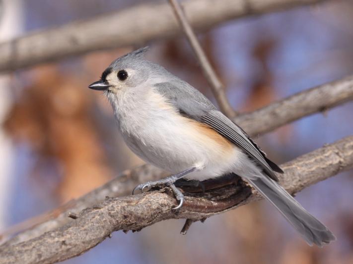 Competition entry: Tufted Titmouse