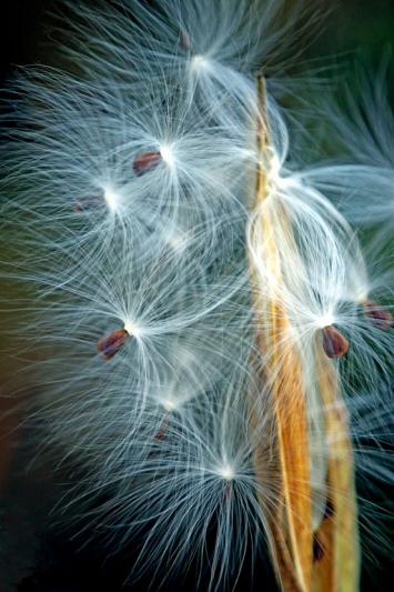 Competition entry: Blowing in the Wind