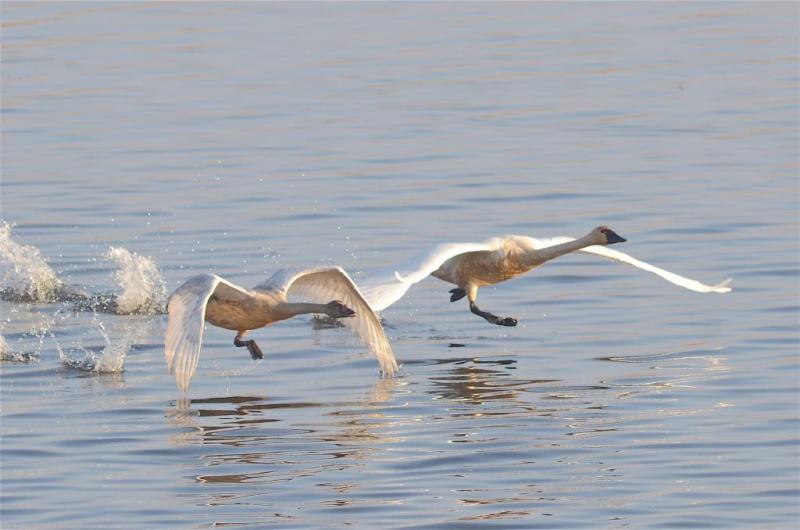 Competition entry: Swans' Race