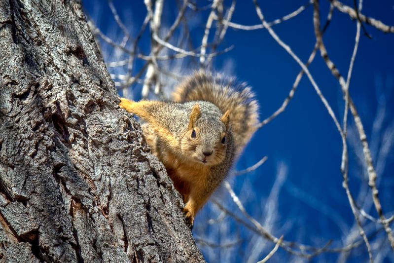 Competition entry: Squirrel Stare Down