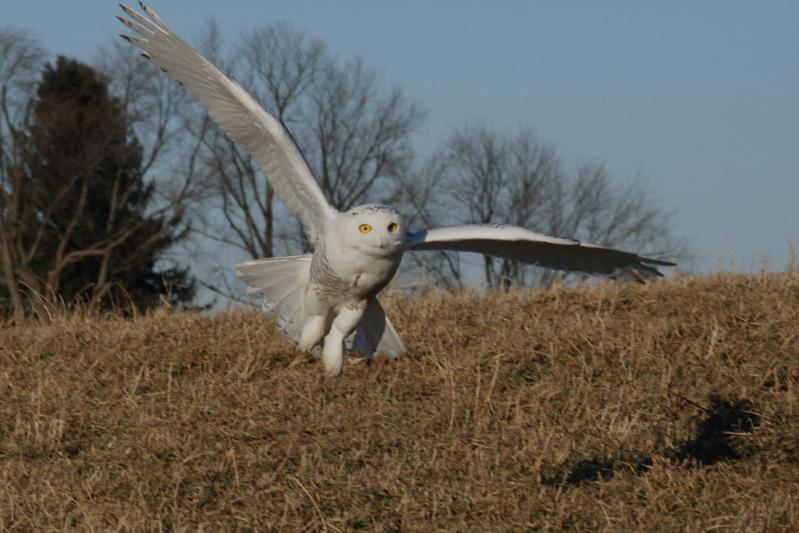 Competition entry: Snowy Owl