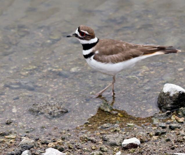 Competition entry: Killdeer A'walkin