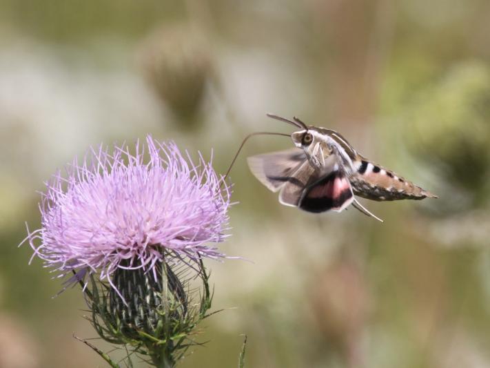 Competition entry: White-lined Spinx Moth