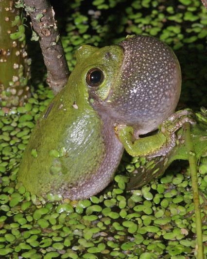 Competition entry: Cope's Gray Treefrog