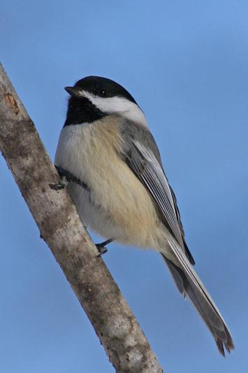 Competition entry: Black-capped Chickadee