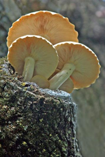 Competition entry: Backlit Fungus