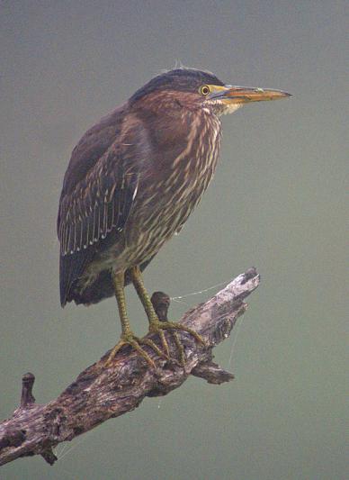 Competition entry: Green Heron