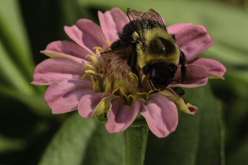 Competition entry: Bee on Flower