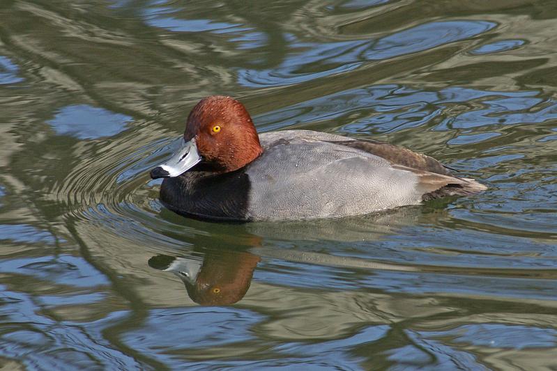 Competition entry: Redhead