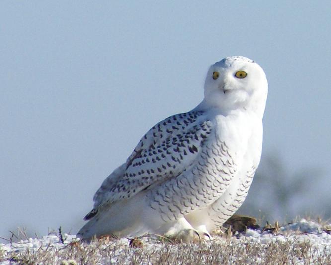 Competition entry: Snowy Owl