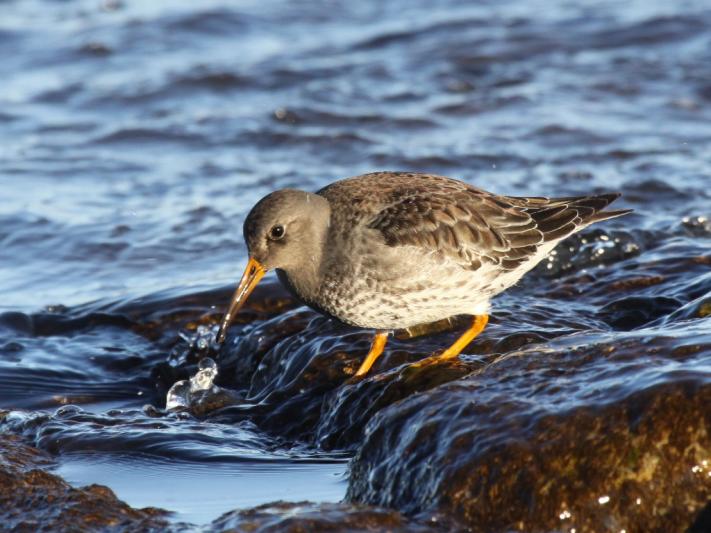 Competition entry: Purple Sandpiper