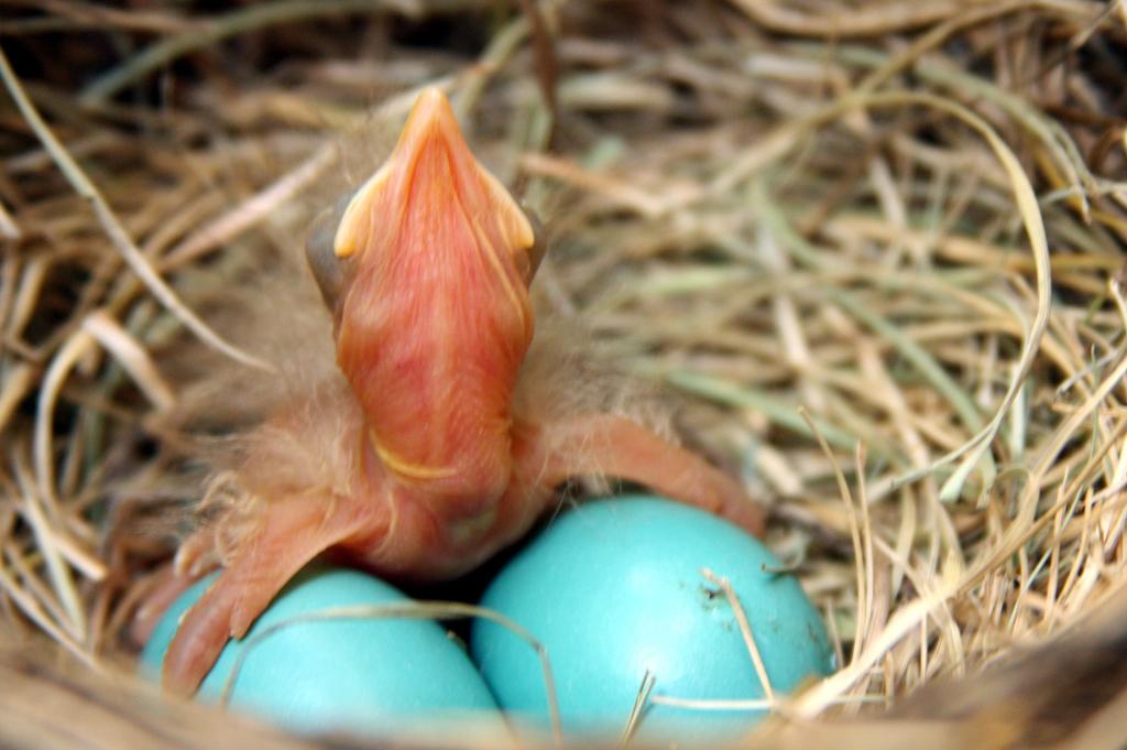 Competition entry: Baby Robin