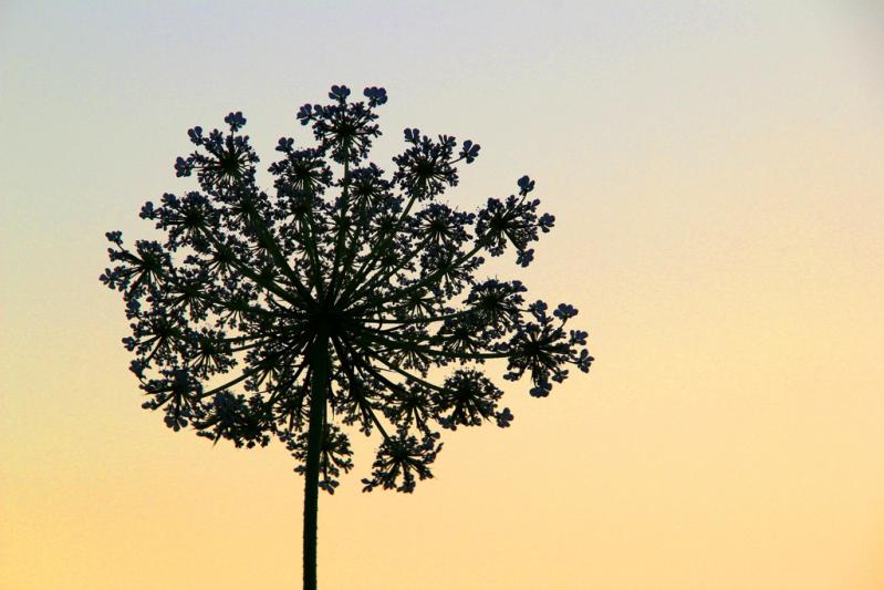 Competition entry: Queen Anne's Lace