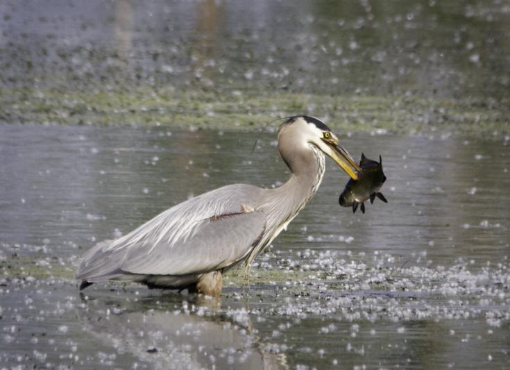 Competition entry: Catch of the Day