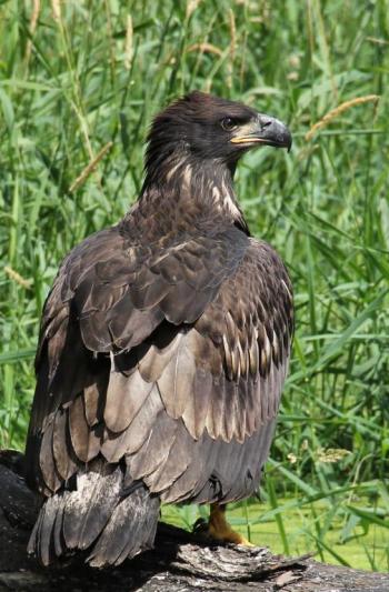 Competition entry: Young Eagle