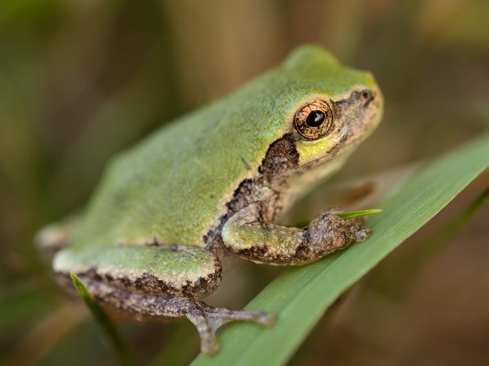 Competition entry: Little Green Leaper