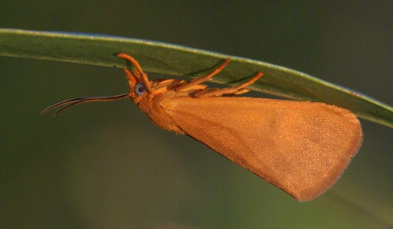 Competition entry: Moth in Setting Sunlight