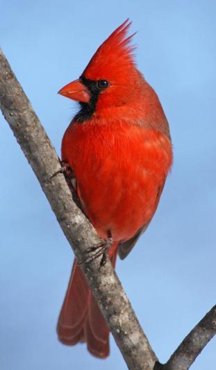 Competition entry: Northern Cardinal