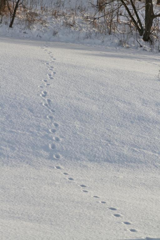 Competition entry: Deer Tracks in the Snow 