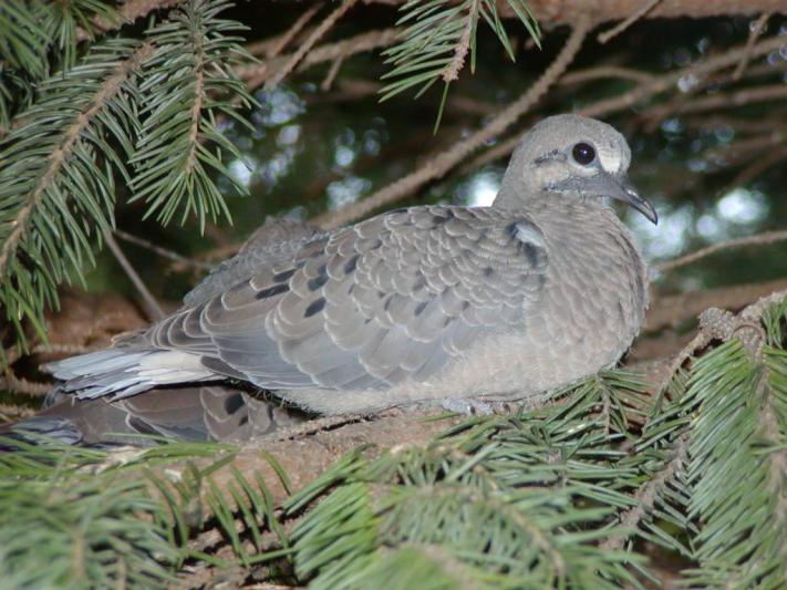 Competition entry: Birds in a Pine Tree