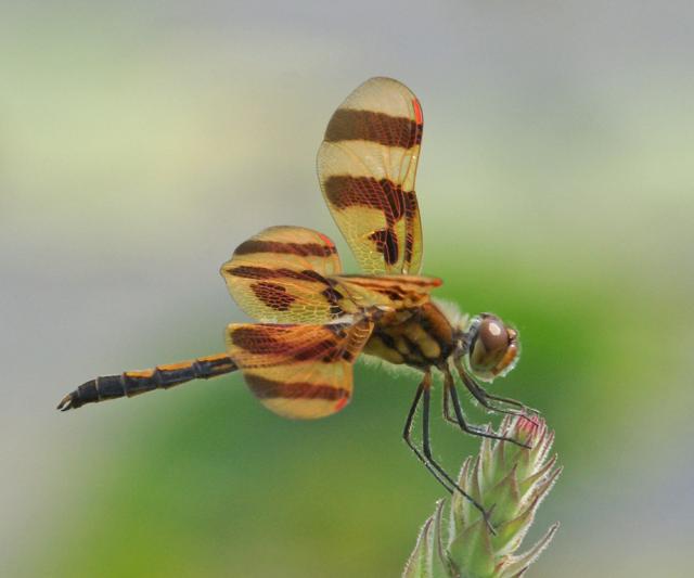 Competition entry: Halloween Pennant