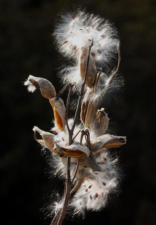 Competition entry: Milkweed