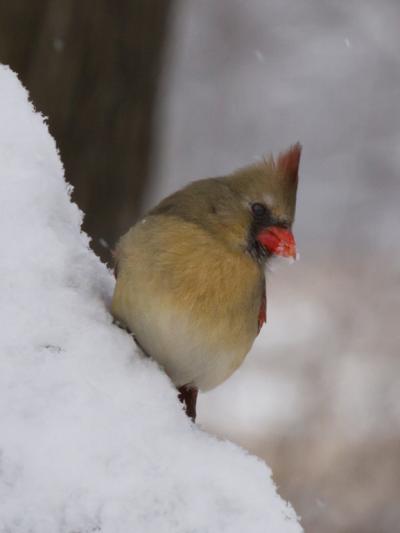 Competition entry: Eating Snow