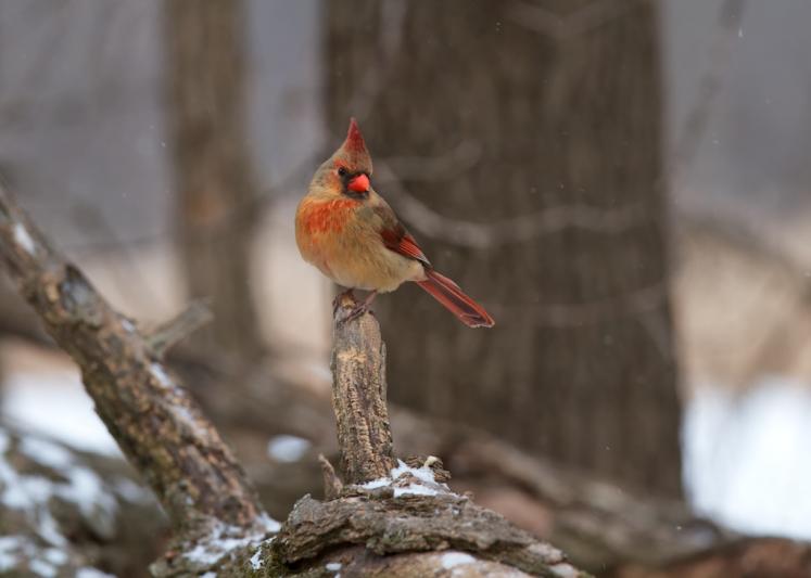 Competition entry: Perched and Posed