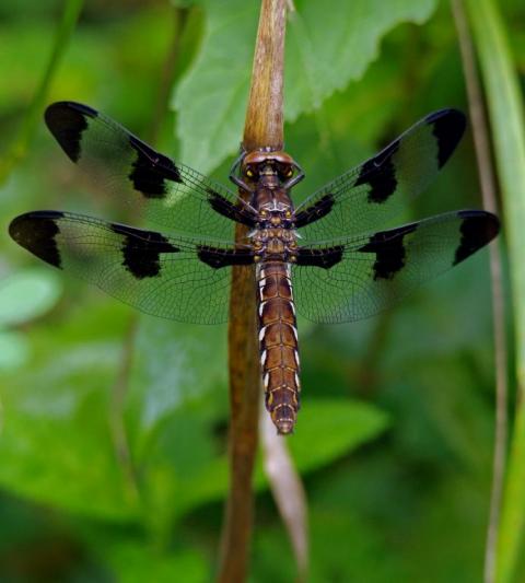 Competition entry: Dragonfly at rest