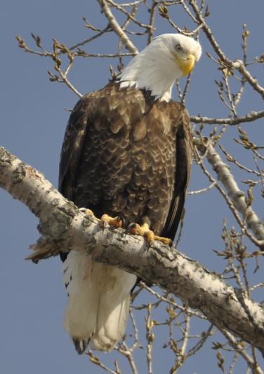 Competition entry: Perched Eagle