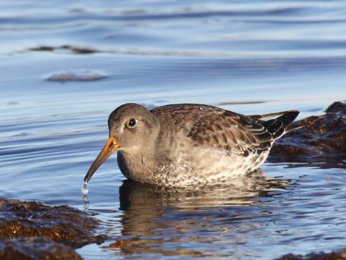 Competition entry: Purple Sandpiper